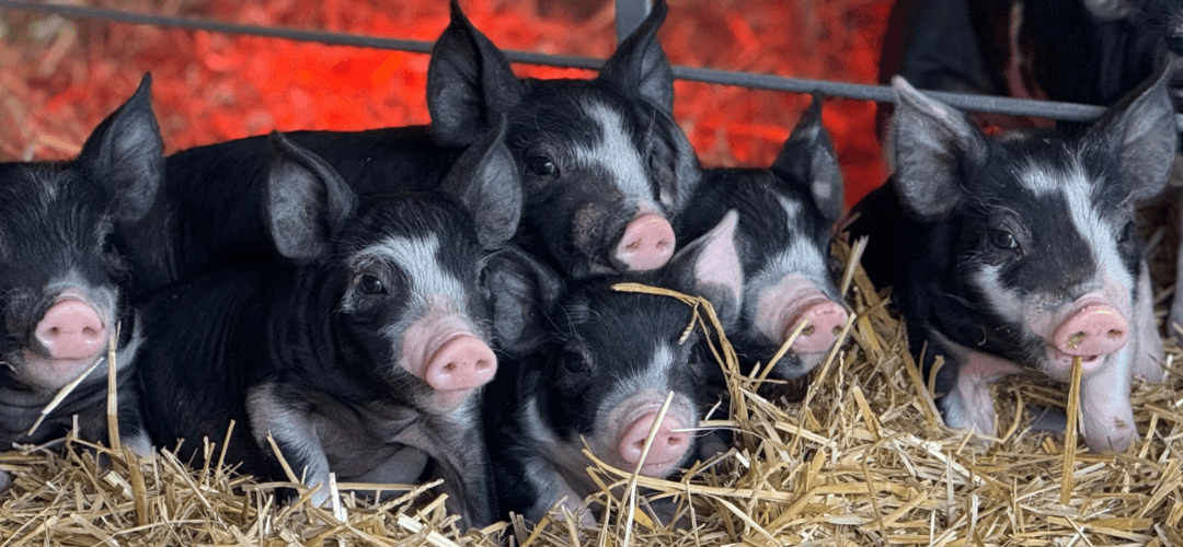 It’s All in the Feed and the Breed