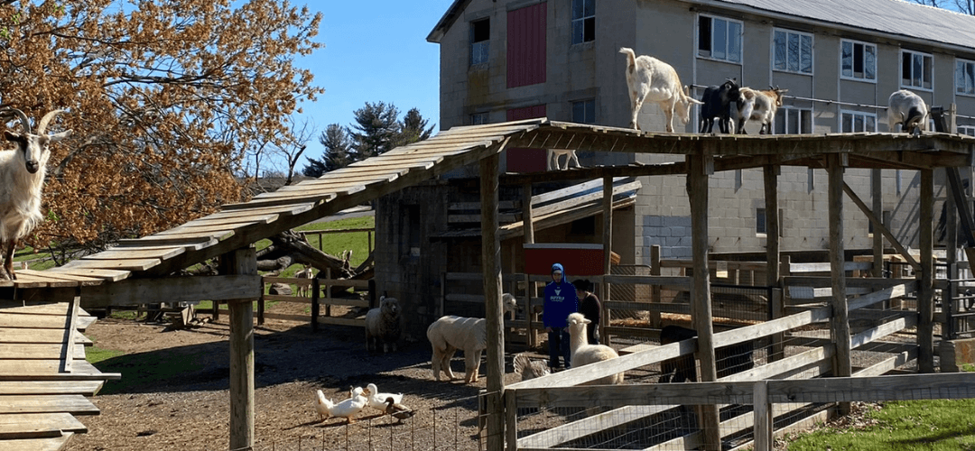 Make a New Barnyard Bestie