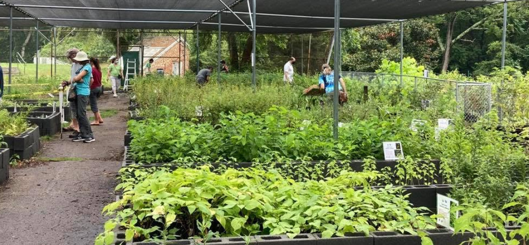Native Plants Have Home Field Advantage