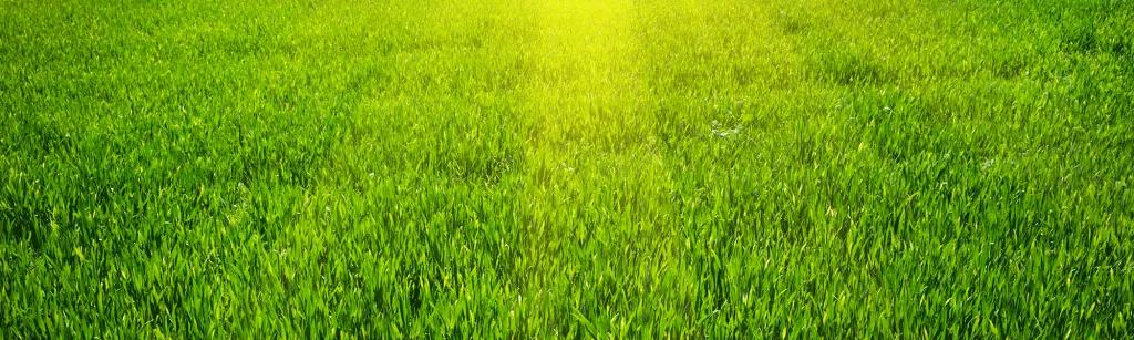 Beautiful Maryland Lawn