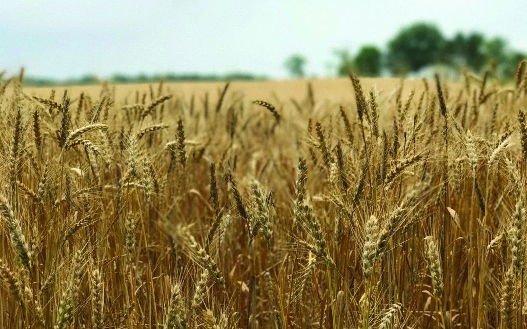 What Maryland Farmers Want You To Know About Wheat and Glyphosate