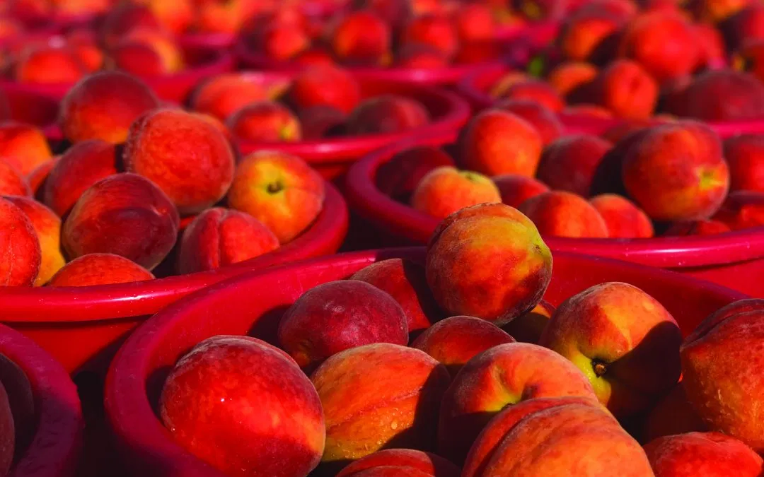 Insider’s Guide to Maryland Farmer’s Markets: Early Summer Edition