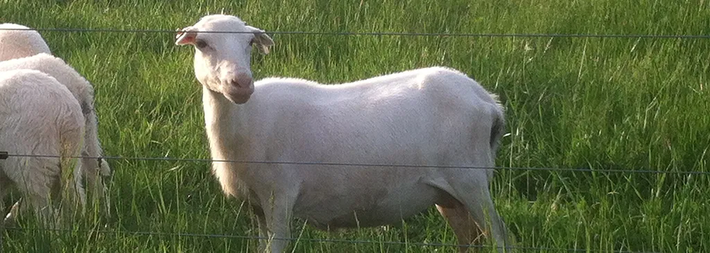 It Starts With Healthy Soil