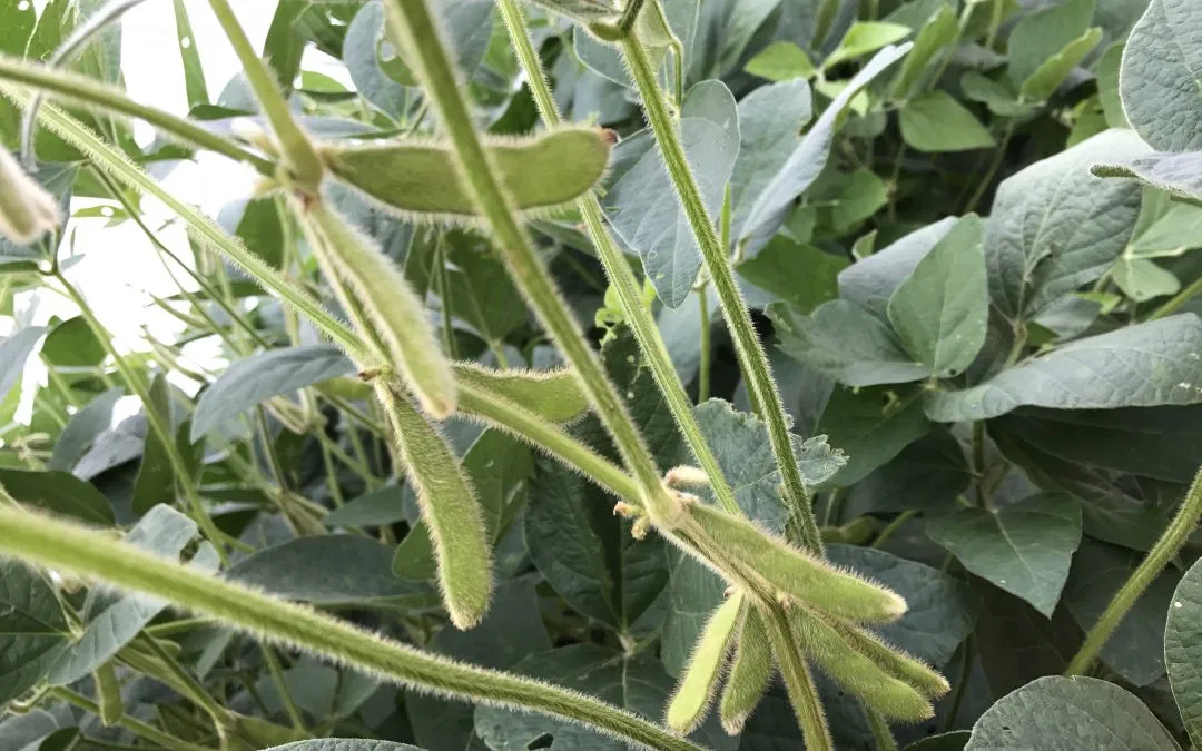 Brand New or Tried and True: Maryland Farmers Choose Effective Practices