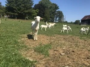  A Beautiful Maryland Goat