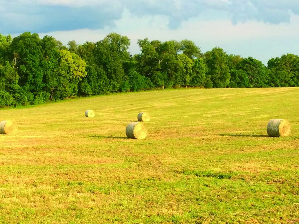 Second Cutting Timothy Hay