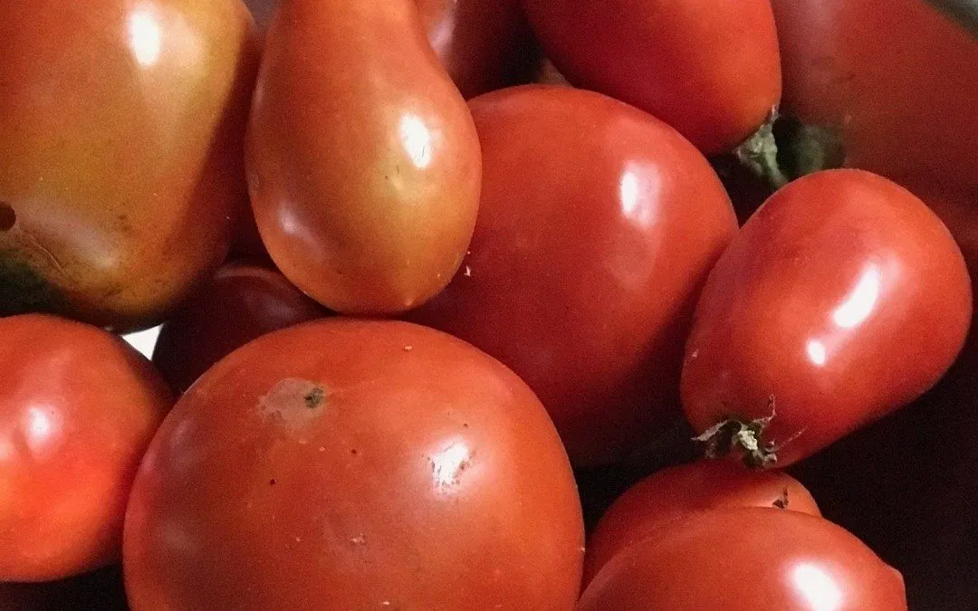 Tips to Preserve the Taste of Summer Throughout the Winter Months