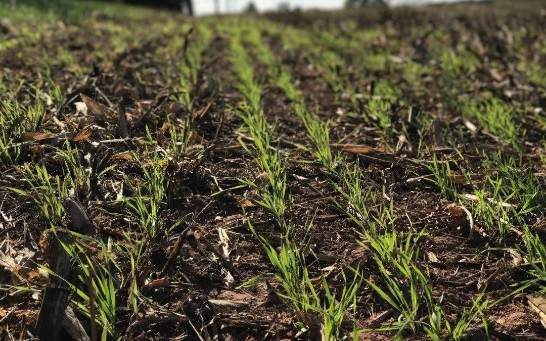 The Science-Based Approach Behind Maryland Crops