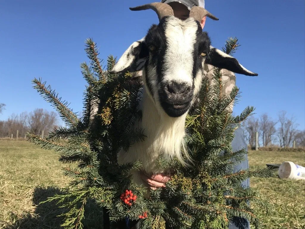 What do Livestock Farmers do in The Winter?