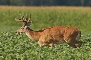 Deer in field