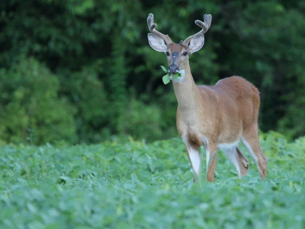 Whitetail- n crop