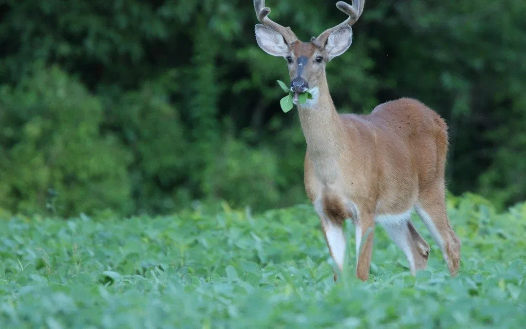 This Causes 36,000 Traffic Accidents in Maryland Each Year