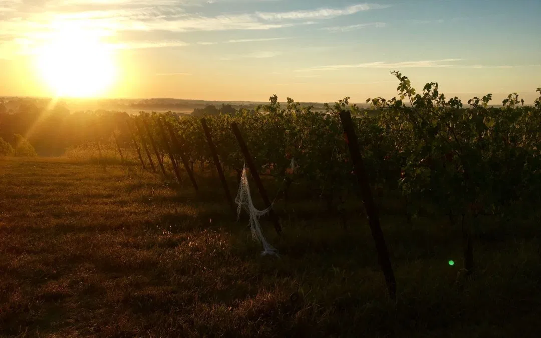 Maryland Grape Growers Have Nothing to Whine About This Year