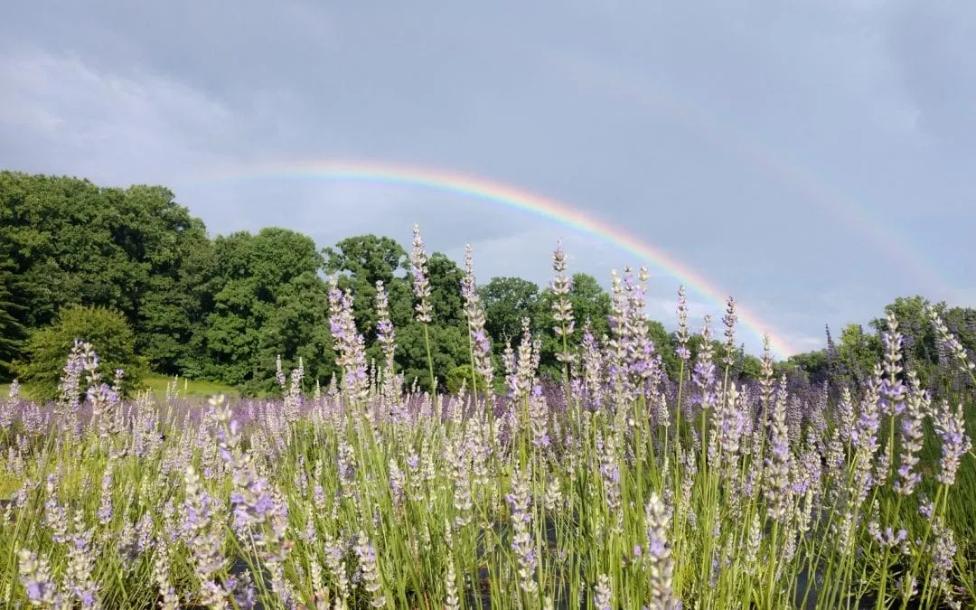 A Family Farm Where Lavender is the Crop