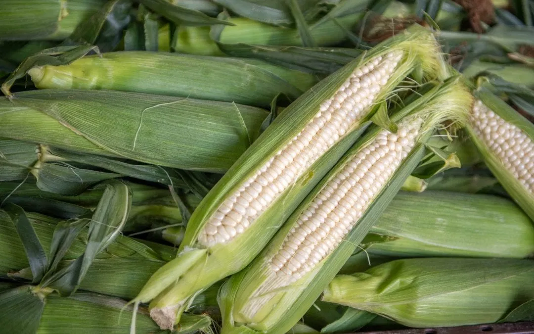 How to Choose the Perfect Ears of Sweet Corn