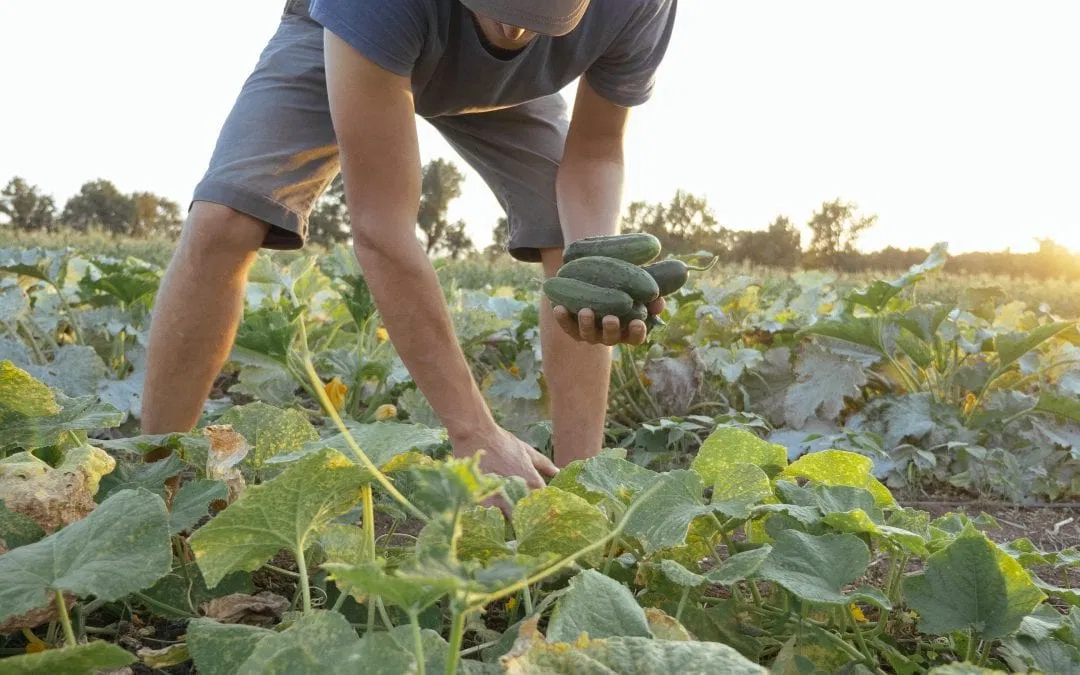 Gleaning: A Perfectly Imperfect Way to Give Back