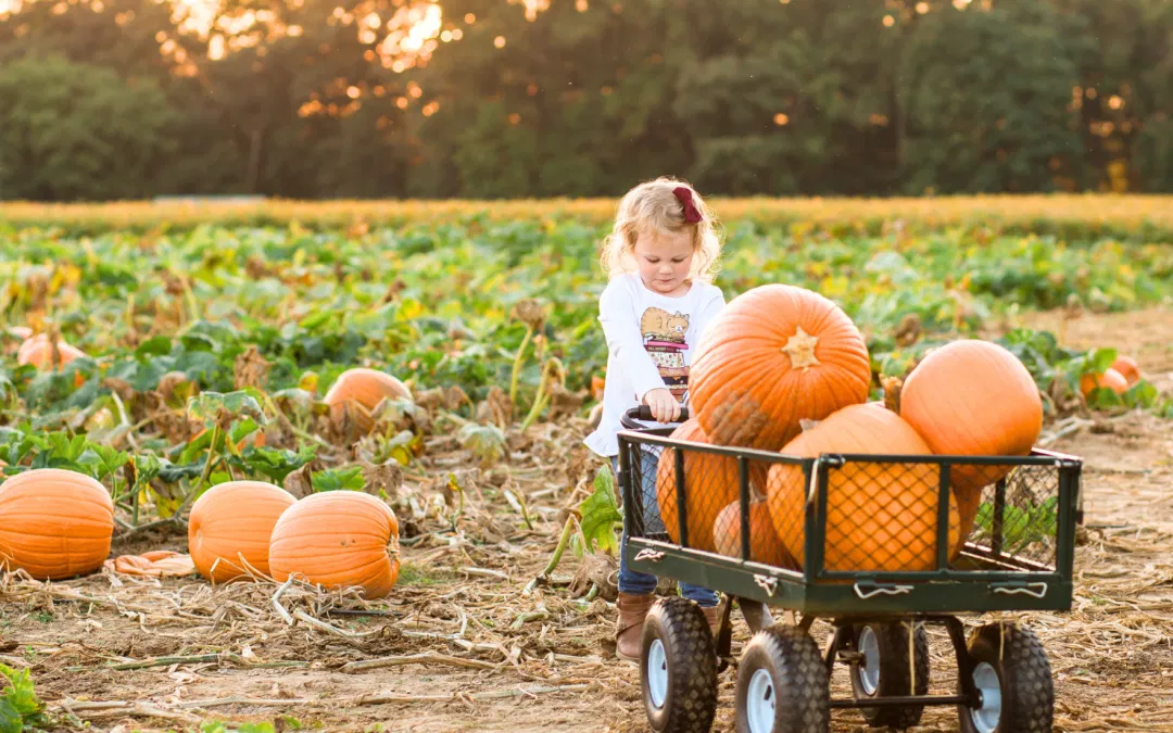 First-Time Farmers Bring Fall Festival Fun