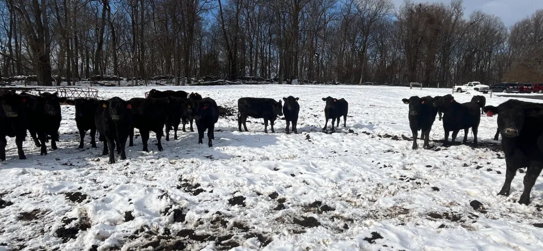 How Cows Thrive During the Winter