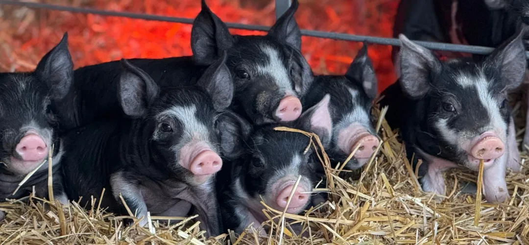 It’s All in the Feed and the Breed