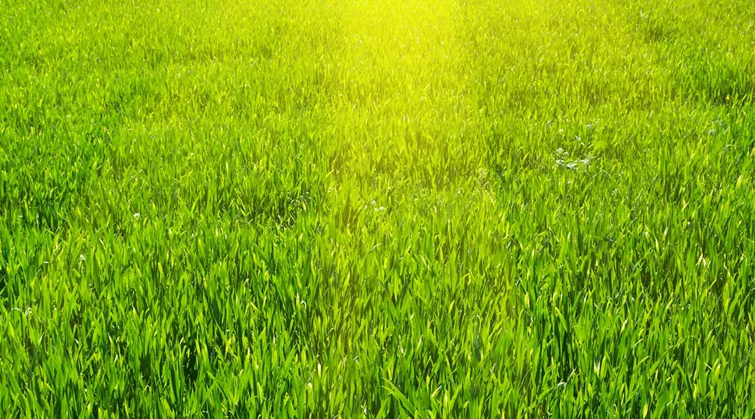 5 Ways You Can Help Maryland Farmers and the Chesapeake Bay