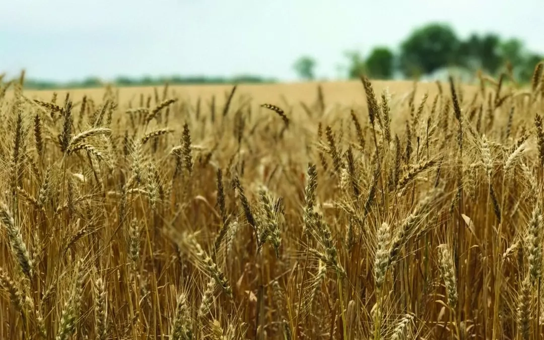 What Maryland Farmers Want You To Know About Wheat and Glyphosate