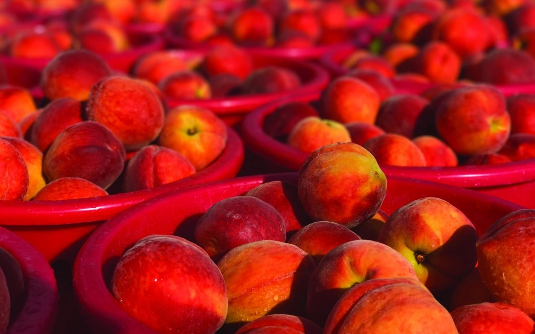 Insider’s Guide to Maryland Farmer’s Markets: Early Summer Edition