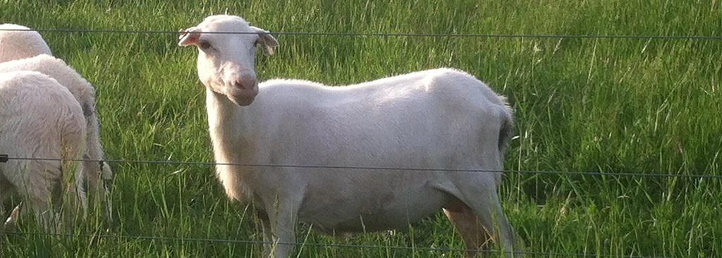 It Starts With Healthy Soil