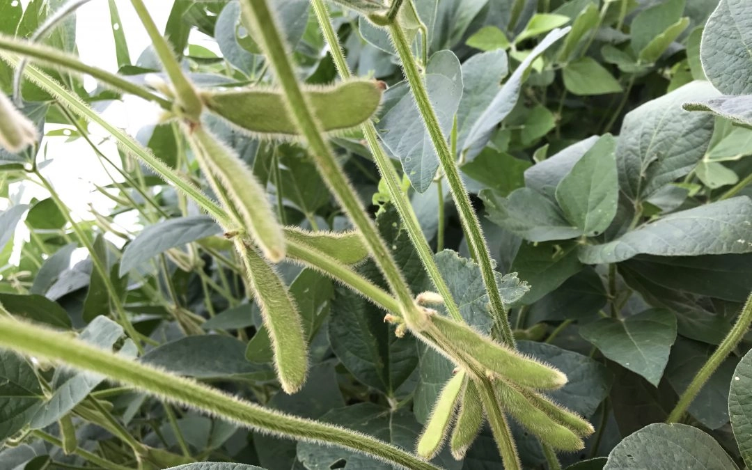 Brand New or Tried and True: Maryland Farmers Choose Effective Practices