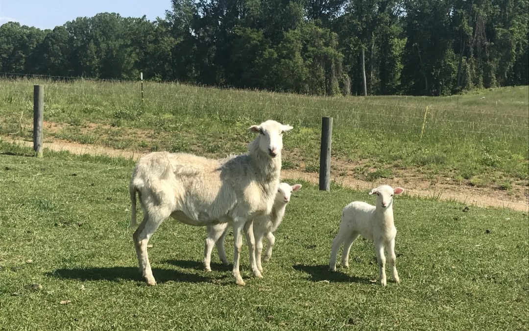 Mani-Pedis and Drug Resistance: Livestock Needs Special Treatment to Keep Healthy