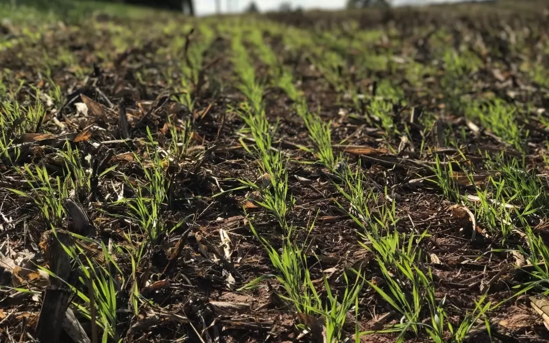 The Science-Based Approach Behind Maryland Crops