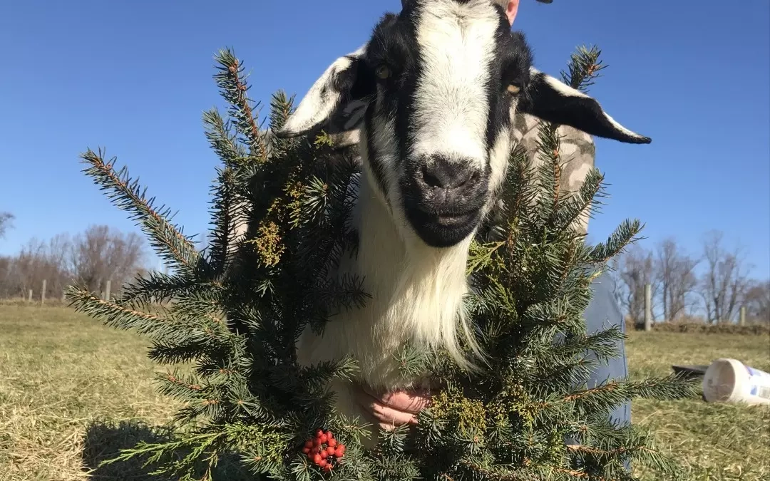 What do Livestock Farmers do in the Winter?