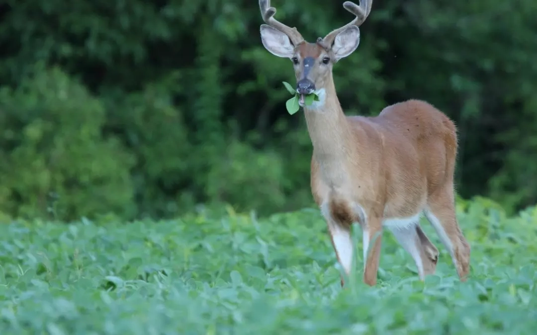 This Causes 36,000 Traffic Accidents in Maryland Each Year