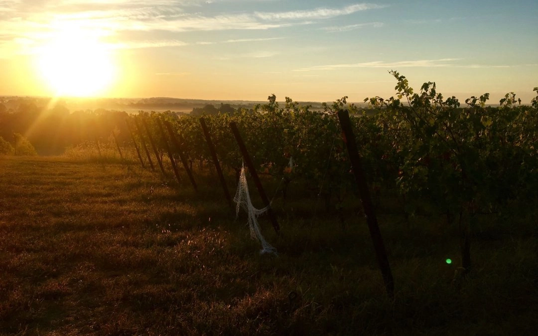 Maryland Grape Growers Have Nothing to Whine About This Year