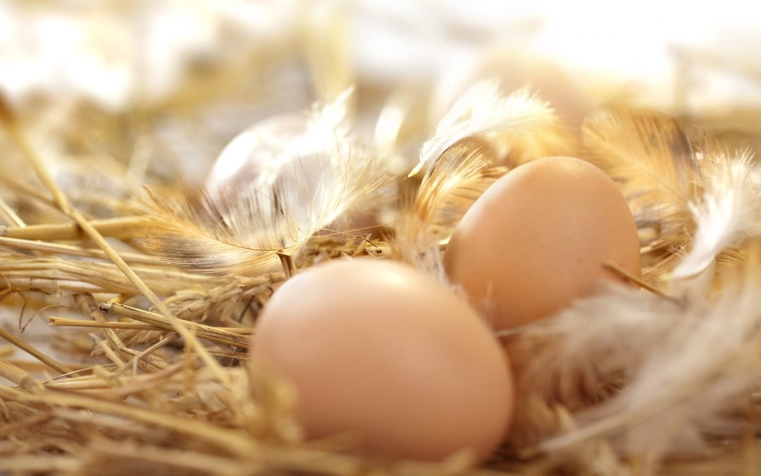 Do You Need A Rooster To Get Eggs?