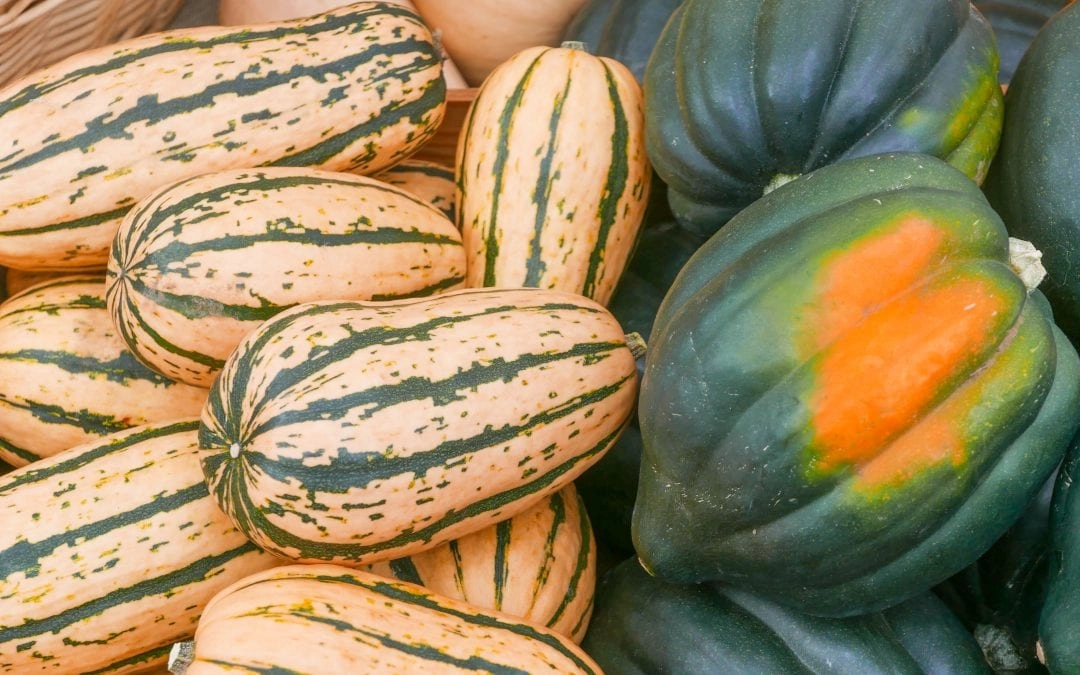 Winter Squash: Colorful and Tasty All Winter Long