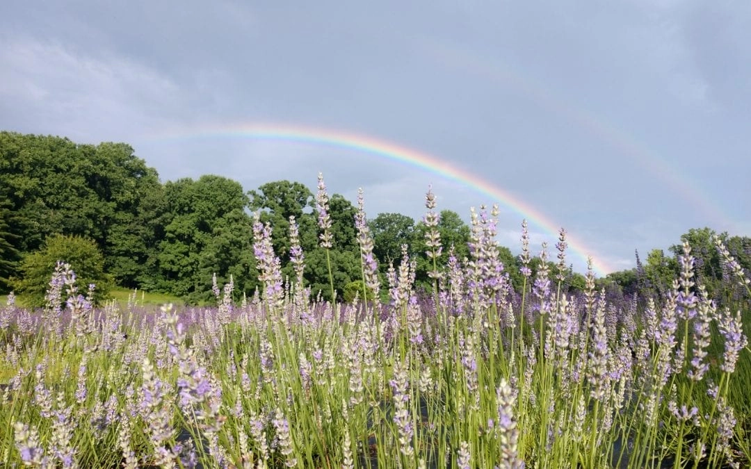 A Family Farm Where Lavender is the Crop