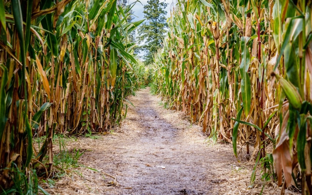Crazy for Corn Mazes? Maryland Farms Have the Answer