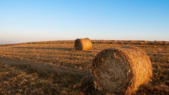 Fields of Hope: A Maryland farmer supports farmers in other lands