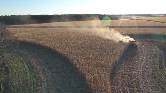 BLOG Miscanthus (3)