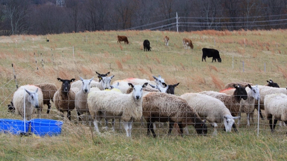 BLOG Sheep (1)