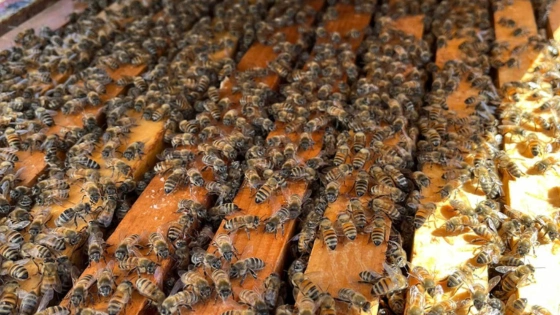 Stormy Acres Beekeeping