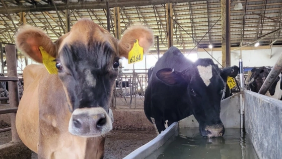 FOOTER Cow Fun Facts