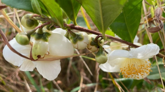 Herbal Tea Flowers