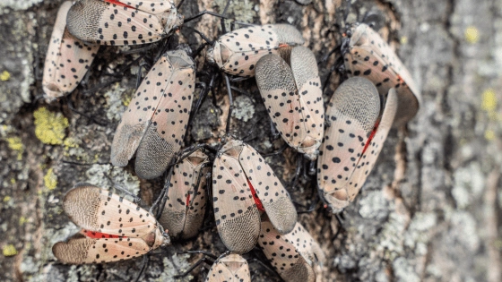 Spotted Lanternfly