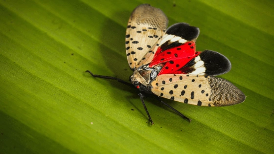 Don’t Let Their Beauty Fool You — These Bugs Mean Business!