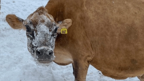 FOOTER Farmers in Winter