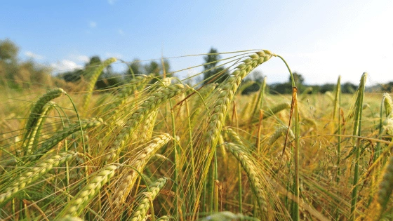 Barley to Brewery (1)