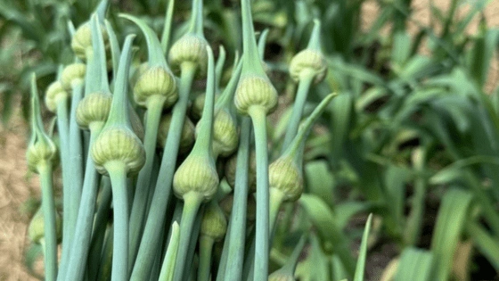 FOOTER Garlic