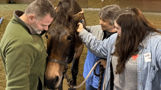 Paradise Stables 2