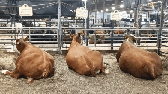 Church View Farm Cattle